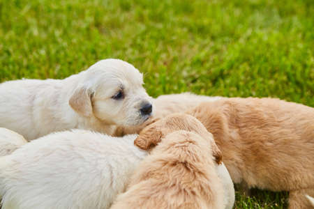 Litter of golden retriever puppies of creme and brownの写真素材
