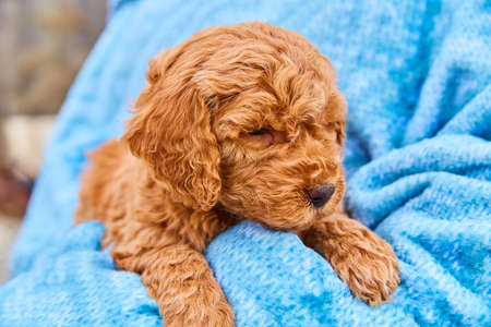 Tiny curly haired goldendoodle resting in blue blanketの写真素材