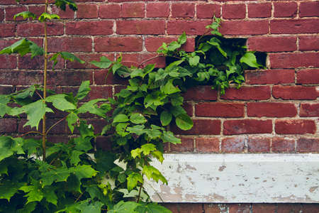 Green vines growing into gap on brick wall with white wood panelsの写真素材