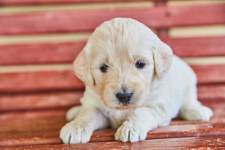 Cute white golden retriever puppy on red benchの写真素材