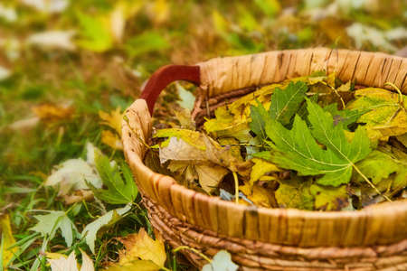 Woven basket filled with fall yellow and green leaves in field