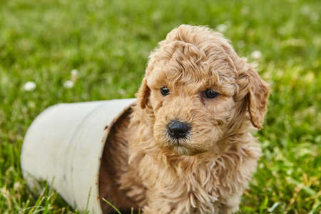 Small pot with Goldendoodle puppy sitting insideの写真素材