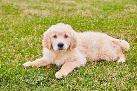 Older goldendoodle puppy resting in grass