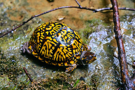 Colorful yellow and black turtle resting on watery groundの写真素材