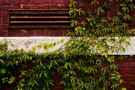 Red brick wall with white divider and covered in green ivy