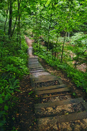 Scenic path through the woods of boardwalk leading down stairsの写真素材