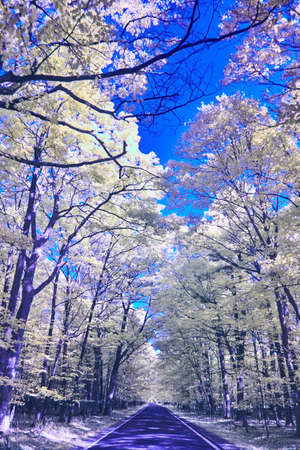 Tunnel of trees in infrared with asphalt road and blue sky with white tree leaves and dark tree barkの写真素材