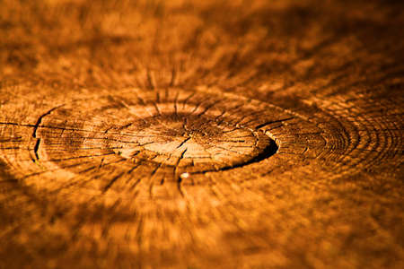 Tree stump with rings of ageの写真素材