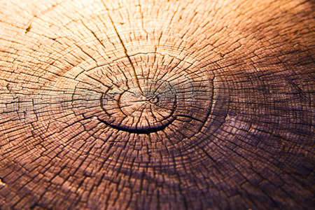 Tree stump with rings of age and cracked woodの写真素材
