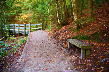 Walking path in forest with fall leaves, bench and walking bridge boardwalk in distanceの写真素材