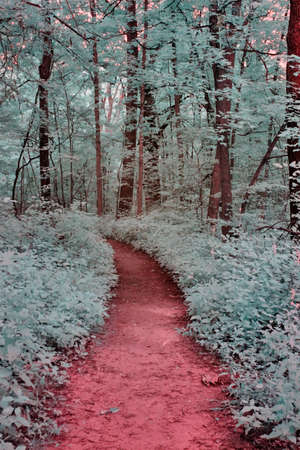 A forest in infrared with a red trail and teal treesの写真素材