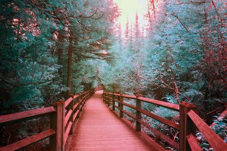 Red wood path in infrared forest of teal green