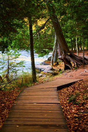 Old wood planks in forest strewn with fall leaves and a tall tree with its roots above ground and leaning over a riverの写真素材