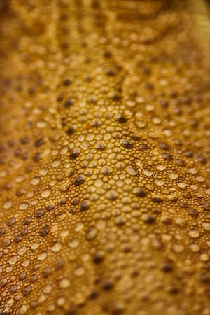 A spotted lizard skin with brown and dark brown spots