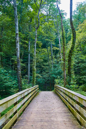 Wooden walking bridge leading into a forest of tall trees with moss growing on themの写真素材