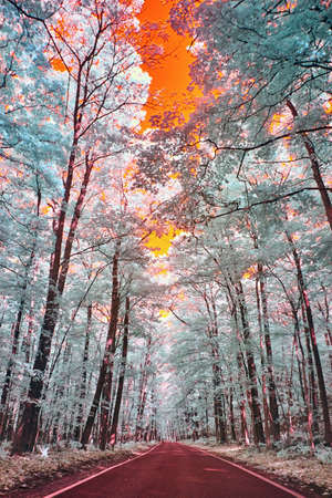 Infrared of tunnel of trees with red asphalt road orange and yellow sky and teal forest of trees with white leaves and dark barkの写真素材