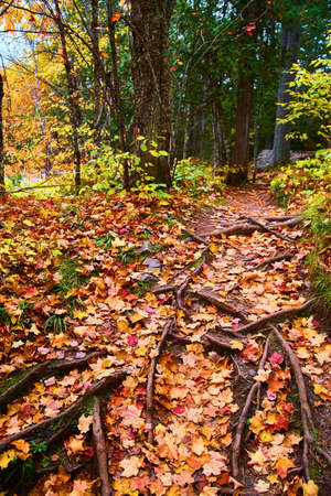 Tree roots and fall leaves in a forest of greenの写真素材