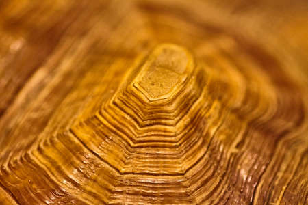 The back of a turtle shell with cascading brown ripples