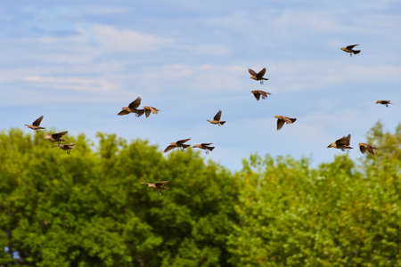 Large group of small birds flying across forestの写真素材
