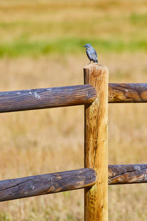 Vertical wood fence post with blue bird on topの写真素材