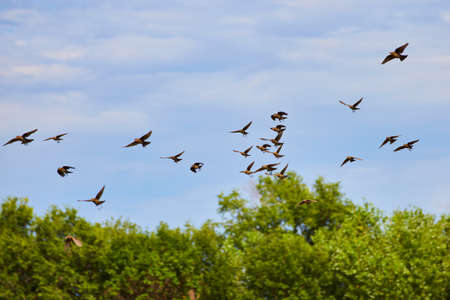 Birds flock flying through the airの写真素材
