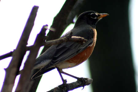 Profile of a small bird with orange beak and proud orange chest perched on a stickの写真素材
