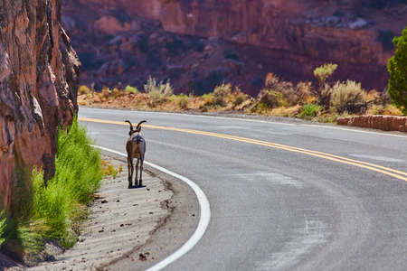 Loan goat on windy road next to cliffs in desertの写真素材