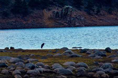 Lone bird blue heron next to water lake with rocksの写真素材