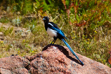 Lone blue, black, and white bird on desert rockの写真素材