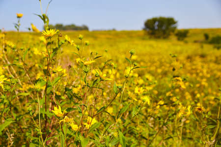 Yellow flowers in field of flowersの写真素材