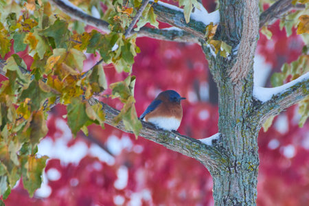 Bluebird in winter tree with red fall tree in backgroundの写真素材