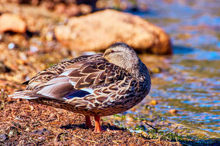 Bird duck close up resting on coast of waterの写真素材