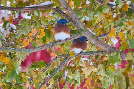 Pair of bluebirds on fall tree in snow with blur of red trees in backgroundの写真素材