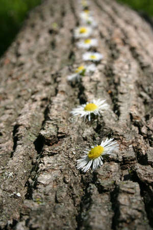 Small yellow and white daisy flowers line the bark of an old tree or logの写真素材