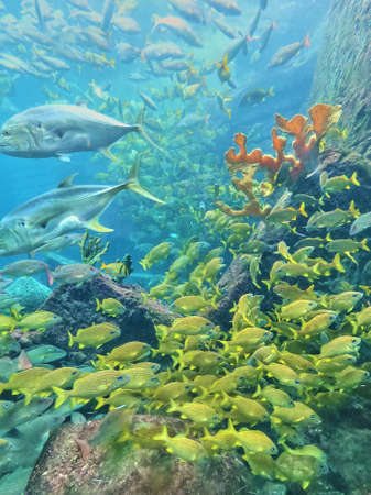 Group of yellow fish and coral in aquariumの写真素材