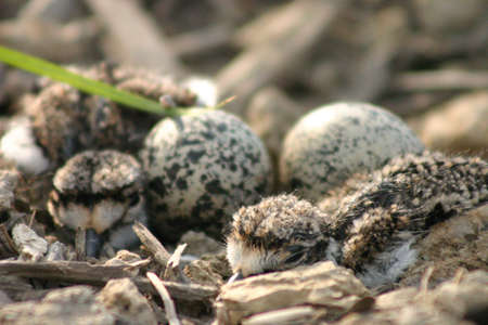 Two newly hatched baby birds find their way around a nest with two eggs remainingの写真素材