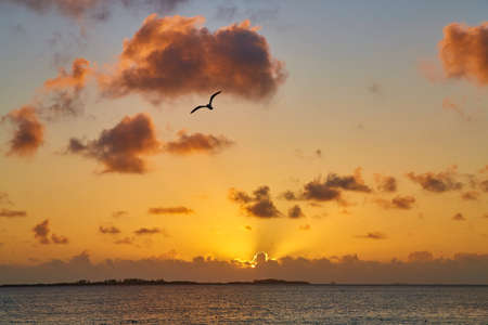 Golden sunset or sunrise on ocean with silhouette of seagullの写真素材