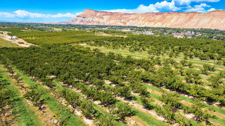 Palisade peach farm in colorado desertの写真素材