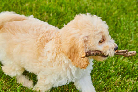 Golden Retriever close up with stick in grass