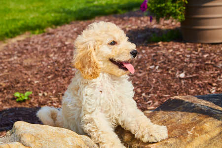 Golden Retriever panting on landscaping rocks