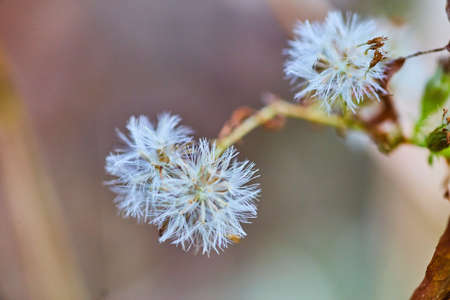 Detail of dandelion seeding white against soft background