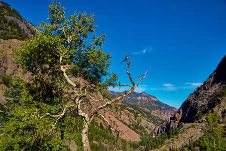 Close up of tree with view of mountain valley in background