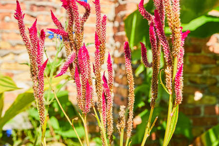 Thin vertical purple flowers blooming against brick wall