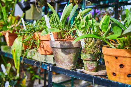 Row of small potted plants in greenhouseの写真素材