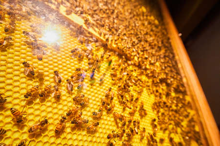 Display of bees and honeycombs in hive glass display