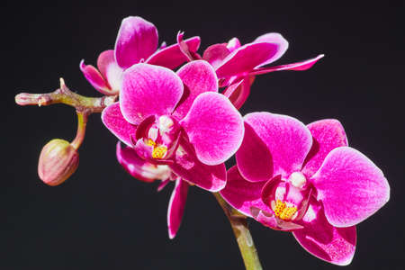 Orchid flower branch of pink and yellow on dark backgroundの写真素材