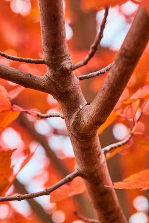 Fall season detail of tree branch with orange leavesの写真素材