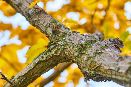 Detail of tree branches in peak fall with yellow leavesの写真素材