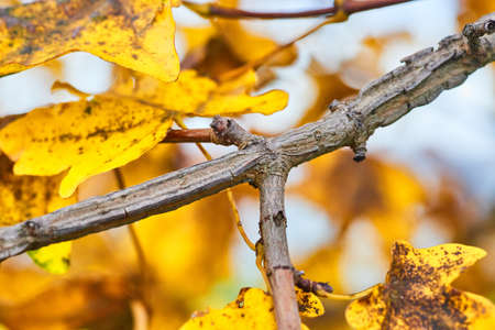 Yellow leaf fall branch on treeの写真素材