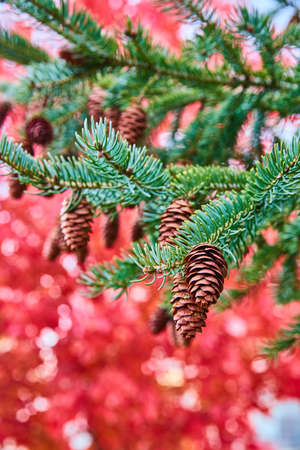 Vertical detail of pinecones on pine tree with blurry red fall leaves in background